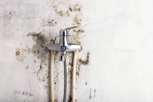 Mold Removal Process in Pierz, MN