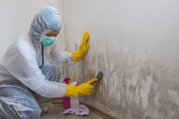 Best Mold Remediation Experts  in Pierz, MN
