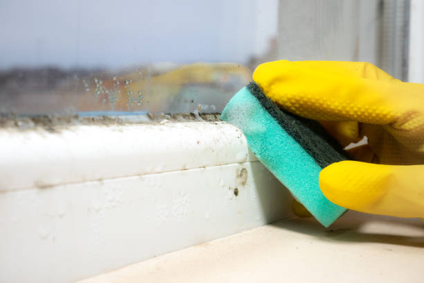 Best Mold Damage Repair  in Pierz, MN