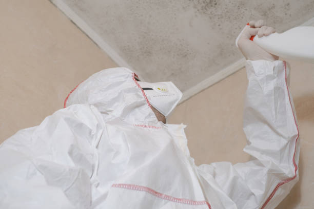 Best Office Mold Removal Services  in Pierz, MN