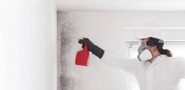 Best Mold Removal Process  in Pierz, MN
