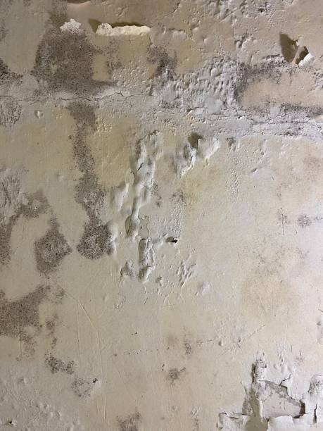 Best Attic Mold Removal  in Pierz, MN