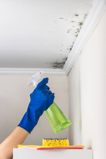 Best Fast Mold Removal  in Pierz, MN